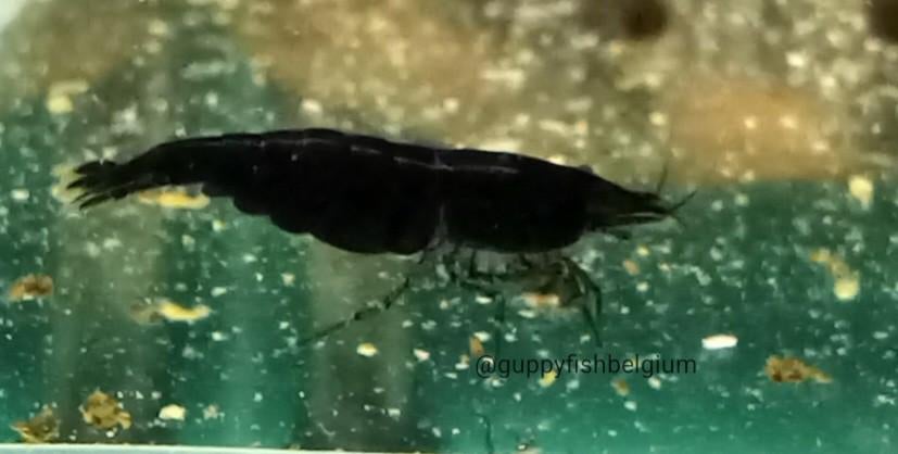 Neocaridina black sakura, Poisson, Poisson d'eau douce, Banc de poissons