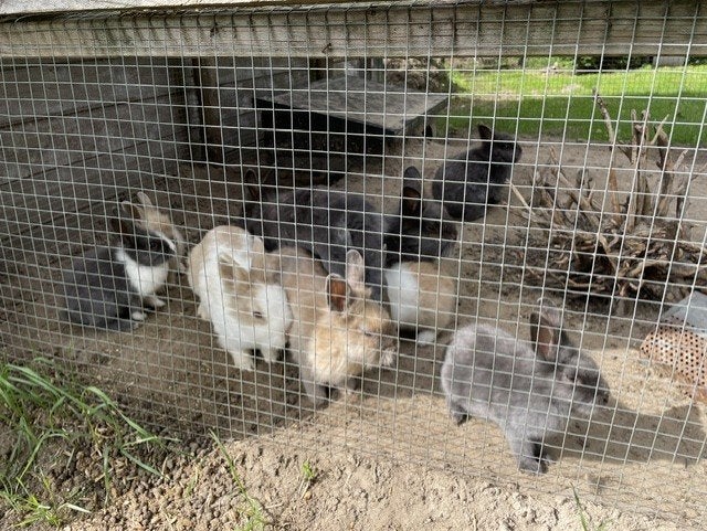 konijntjes, Dieren en Toebehoren, Geslacht onbekend, Klein, 0 tot 2 jaar
