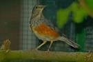 Grive grise 0-1, Animaux & Accessoires, Oiseaux | Oiseaux Autre, Oiseau tropical, Femelle, Domestique, Bagué