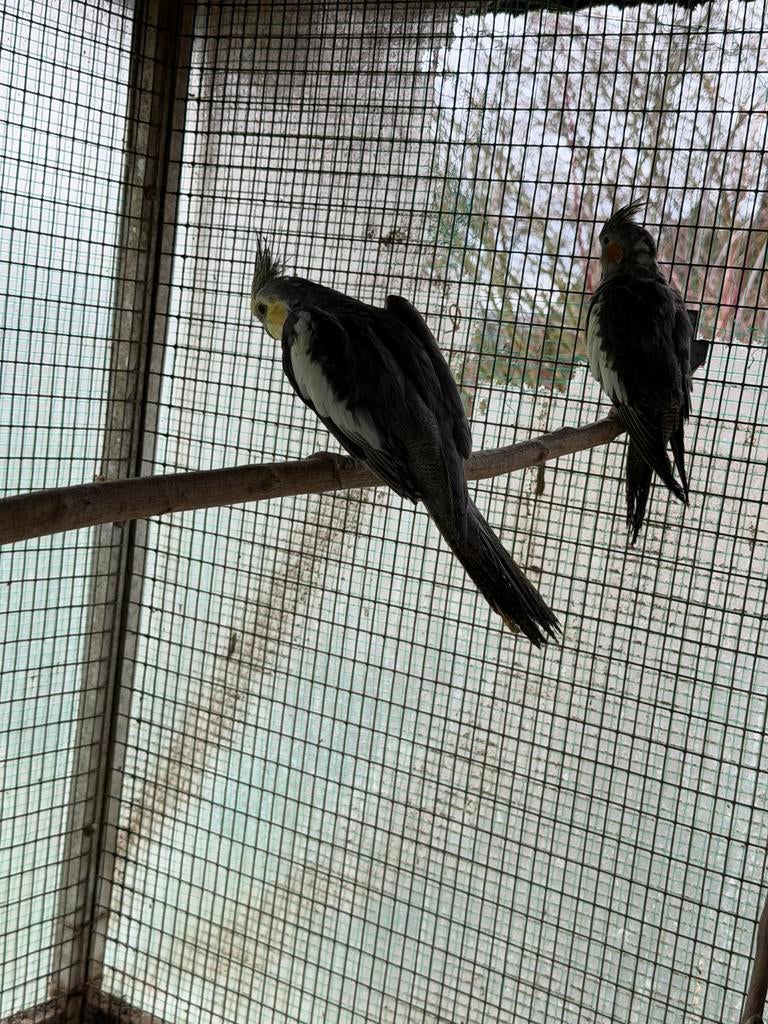 Male joue jaune calopsitte, Mâle