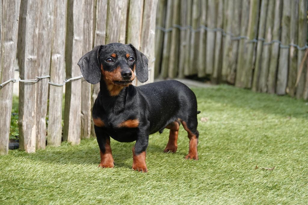 Prachtige dwerg teckel pup met stamboom, Dieren en Toebehoren, Parvo, België, 15 weken tot 1 jaar, Reu
