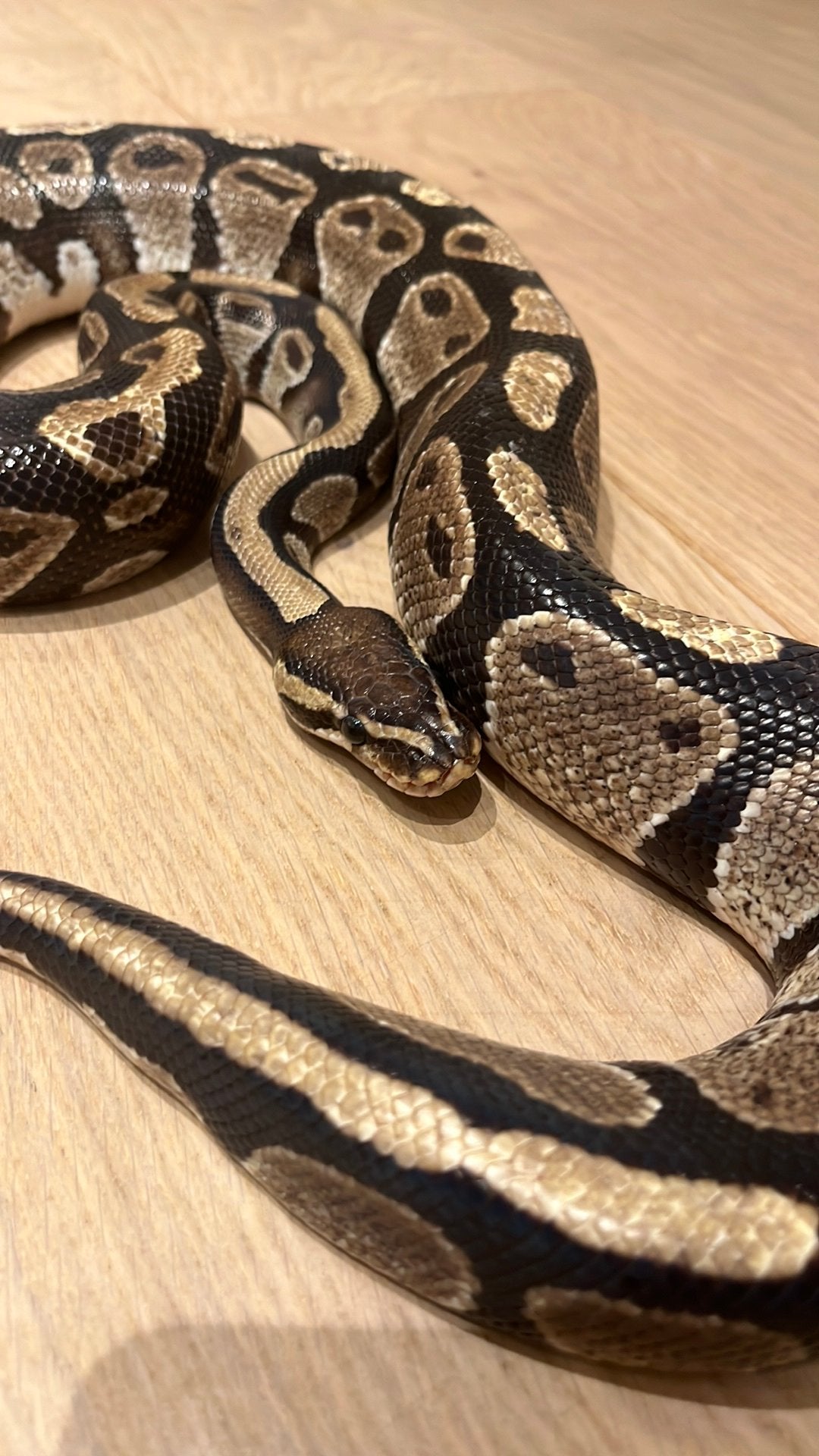 Python Réjus, Animaux & Accessoires, Serpent, Domestique, 0 à 2 ans