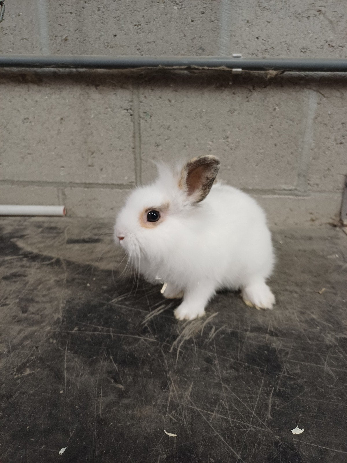 Tam leeuwenkopje, Dieren en Toebehoren, Konijnen, Mannelijk, Dwerg, 0 tot 2 jaar
