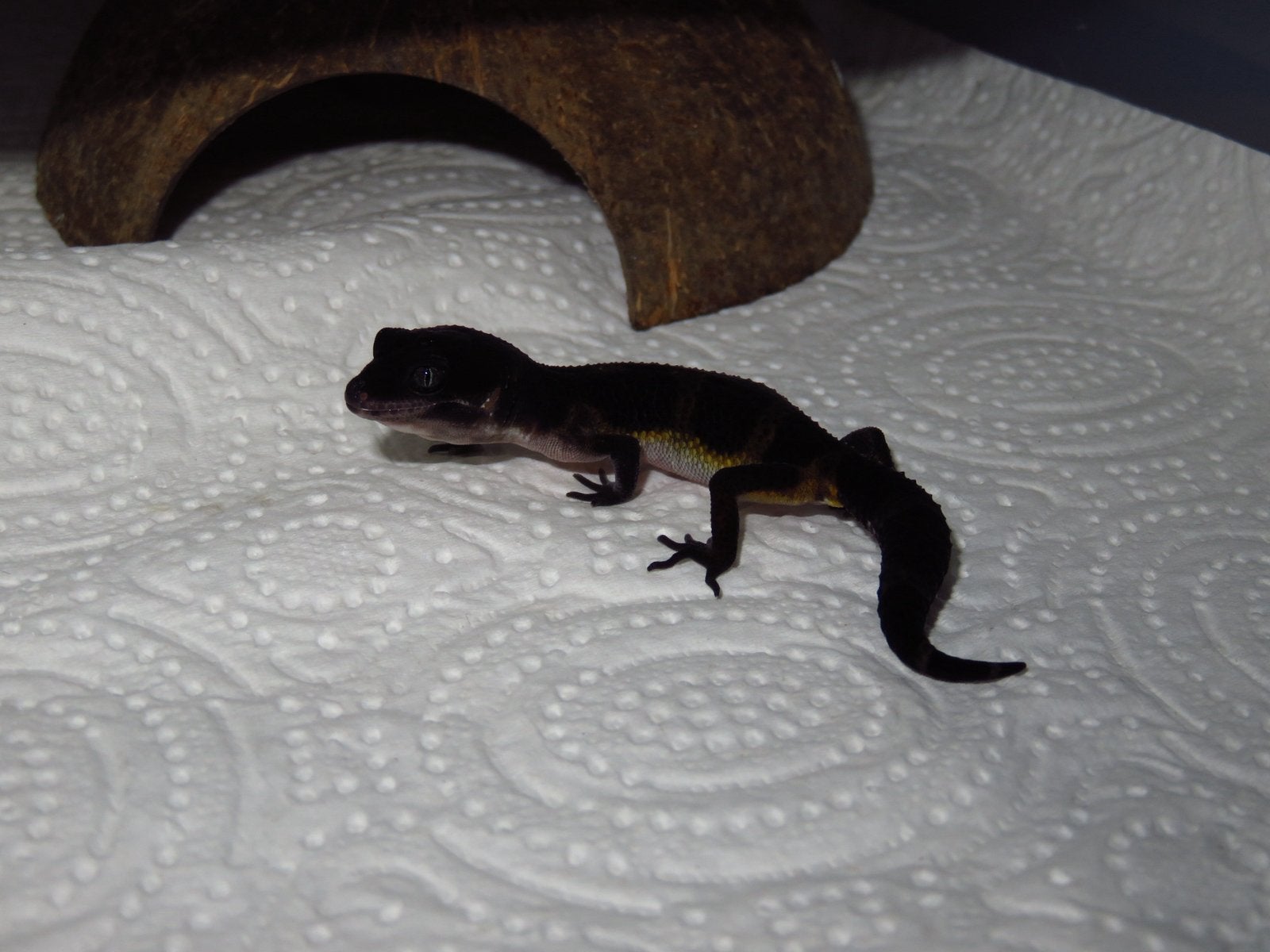 Gecko léopard de nuit entièrement noir, Tortue, Domestique, 0 à 2 ans