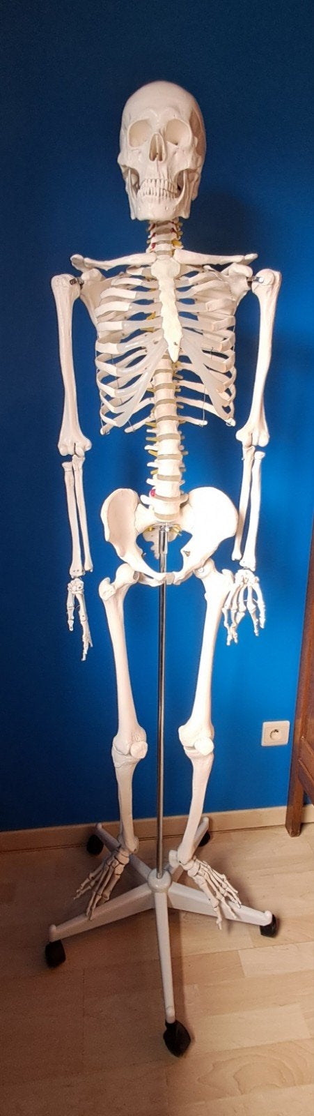 Anatomisch Skelet, Enlèvement
