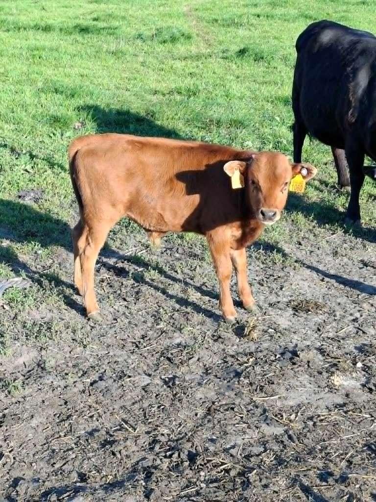 2 Dexter stiertjes, Dieren en Toebehoren, Runderen, Mannelijk, 0 tot 2 jaar