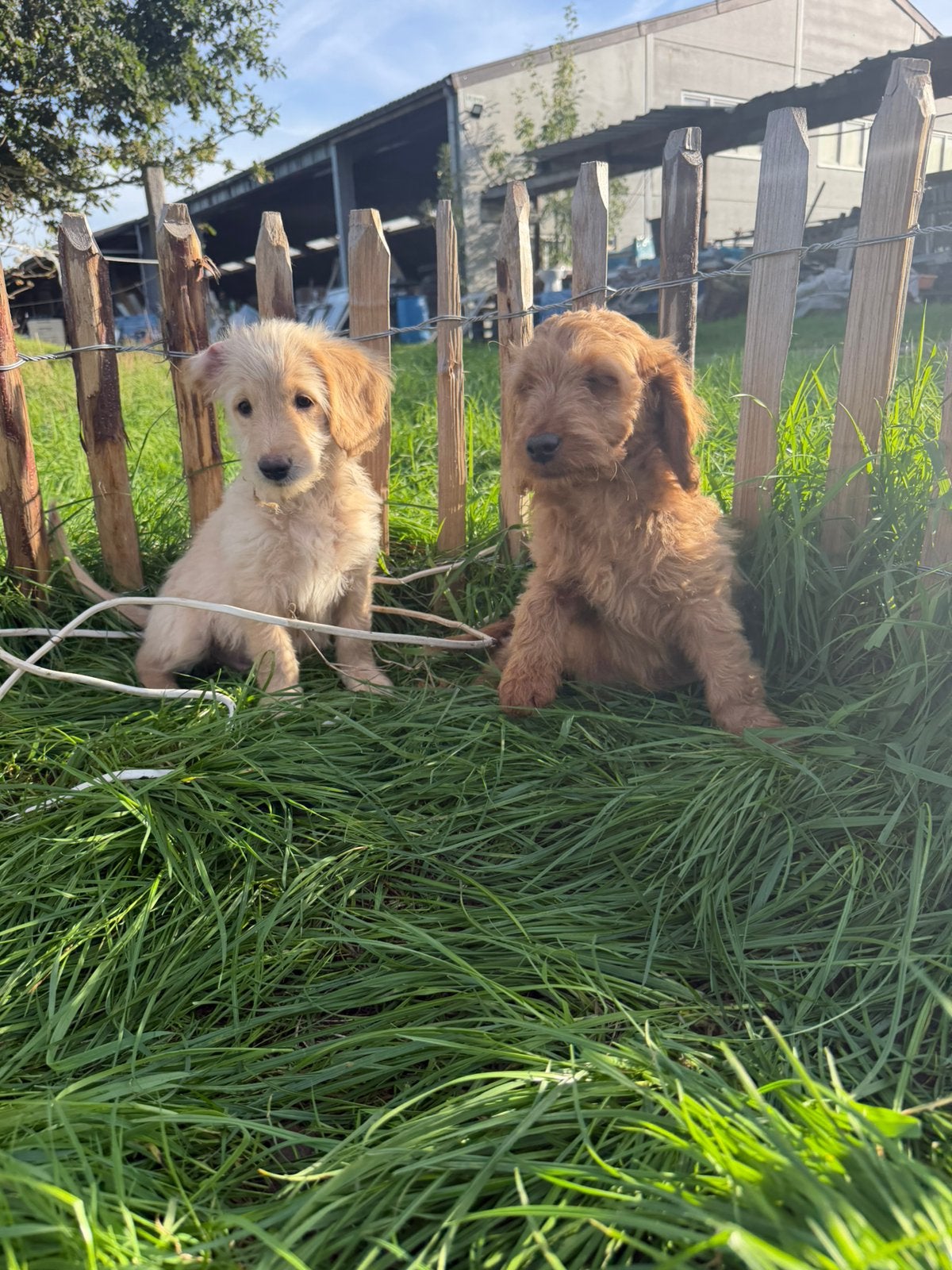 Mooie goldendoodle pups!, Animaux & Accessoires, Golden retriever, Maladie de Carré (chiens), Plusieurs, Belgique