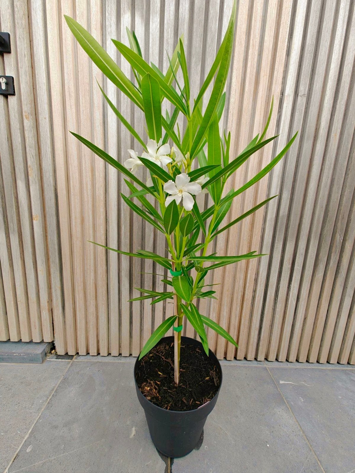 Witte oleander op stam, Tuin en Terras, Volle zon, Vaste plant, Zomer, Ophalen
