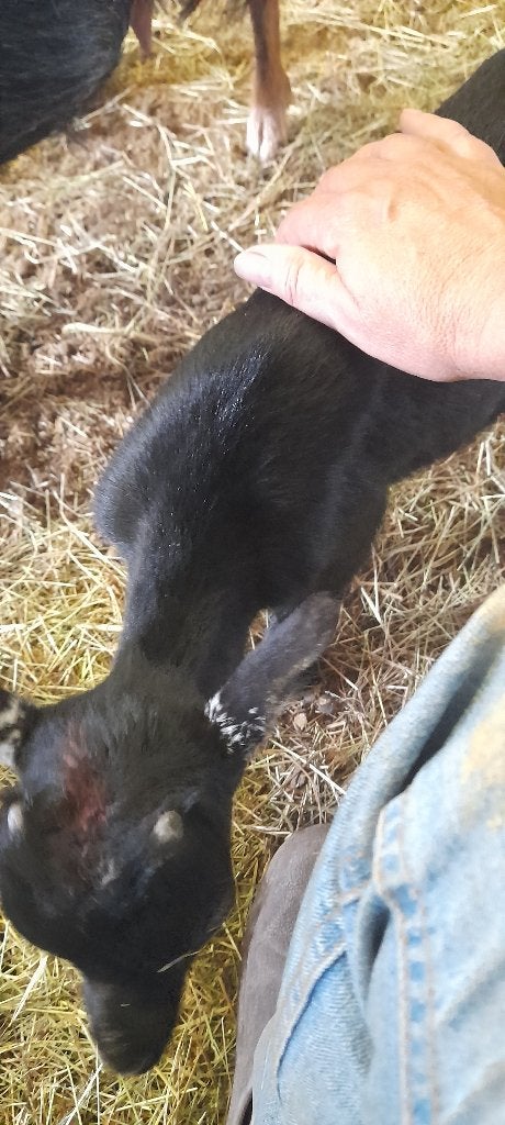 "Super tamme lammetjes", Dieren en Toebehoren, Geit, 0 tot 2 jaar