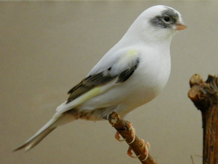 Koppels Kanaries, Dieren en Toebehoren