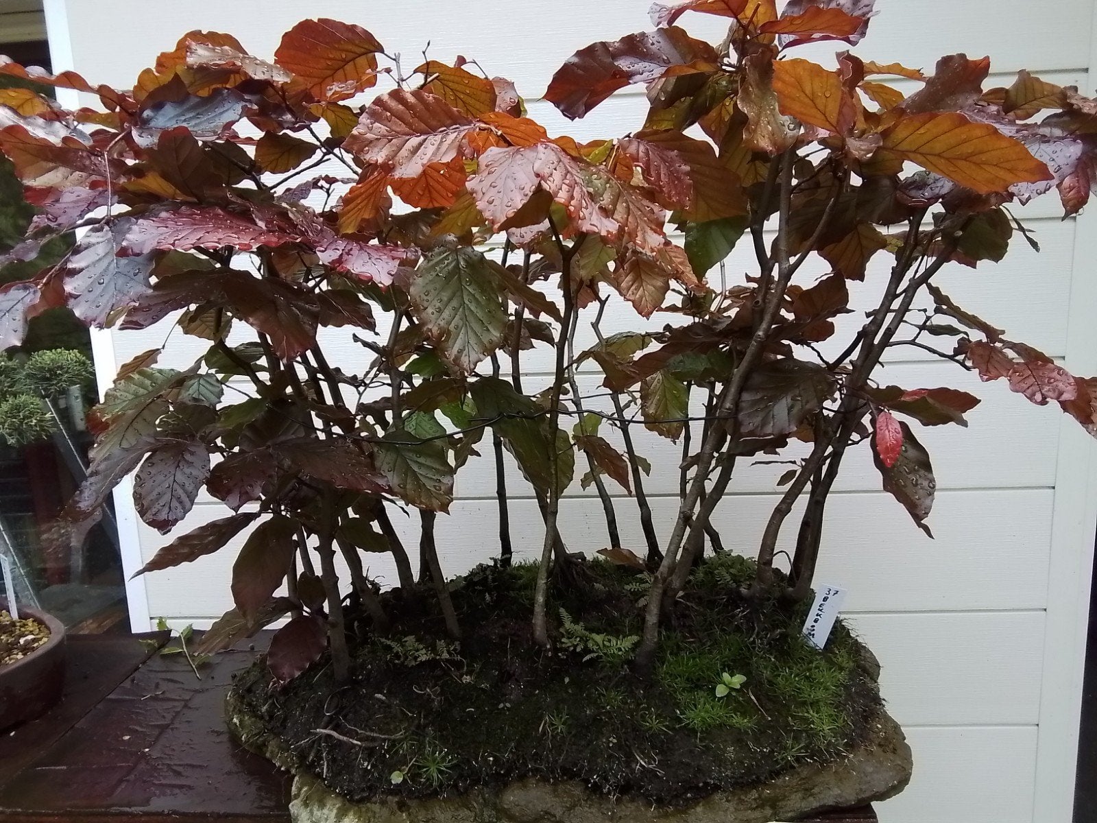 start bonsai  beuken en bos, Jardin & Terrasse, Enlèvement