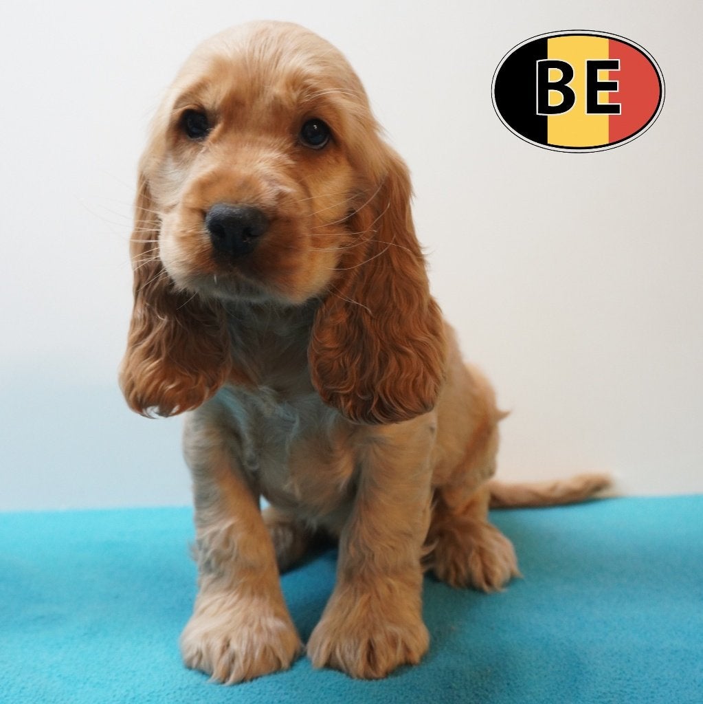 Engelse Cocker (Rood) Belgische pups te koop, Dieren en Toebehoren, Parvo, België, 8 tot 15 weken, Meerdere