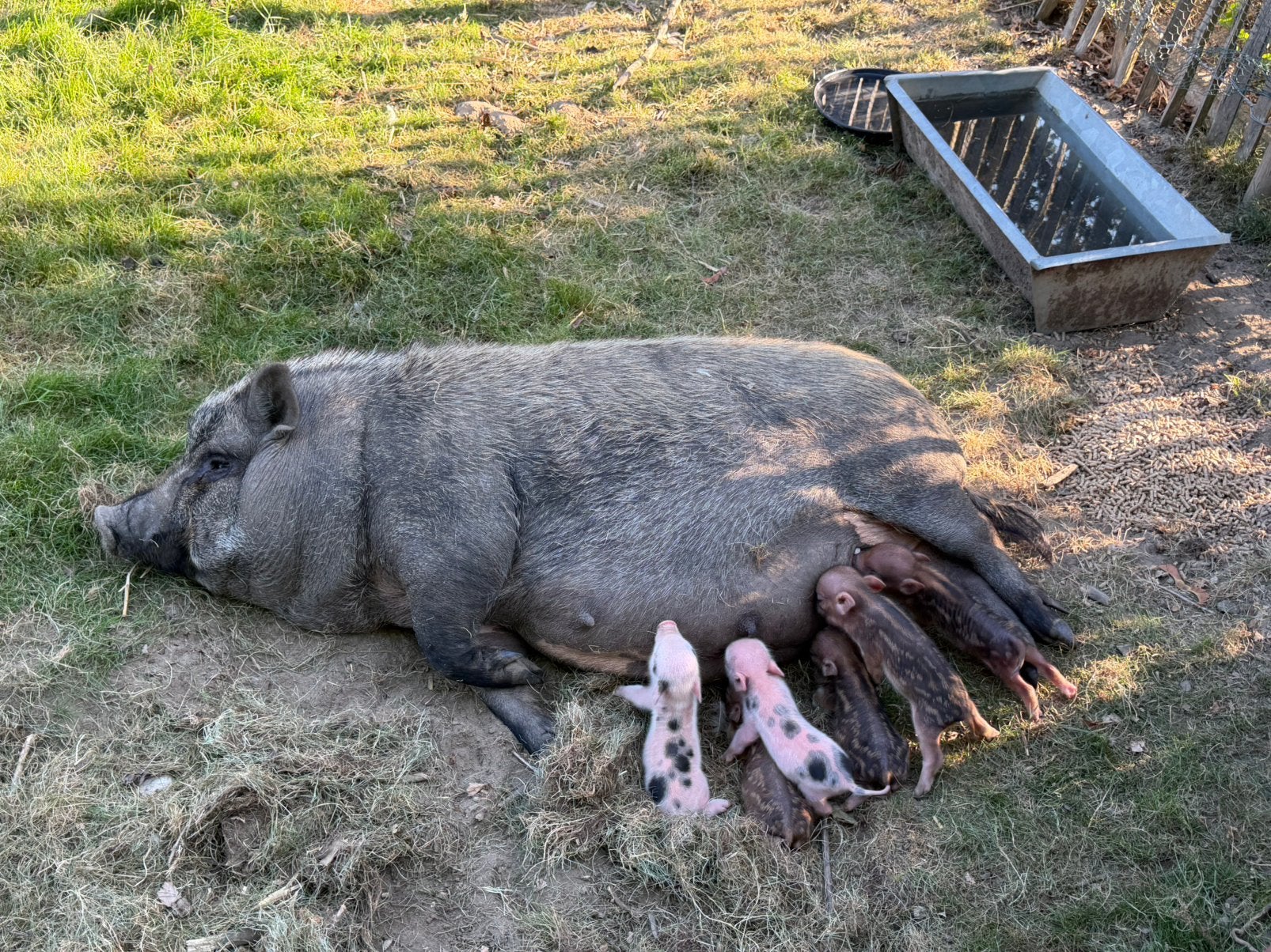 Hangbuikzwijntjes, Meerdere dieren, Varken, 0 tot 2 jaar