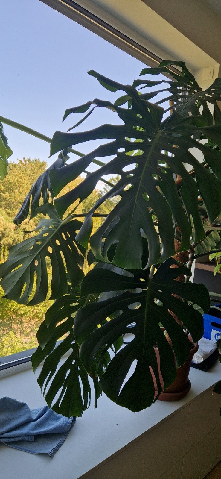 monstera, Huis en Inrichting, Kamerplanten, Ophalen