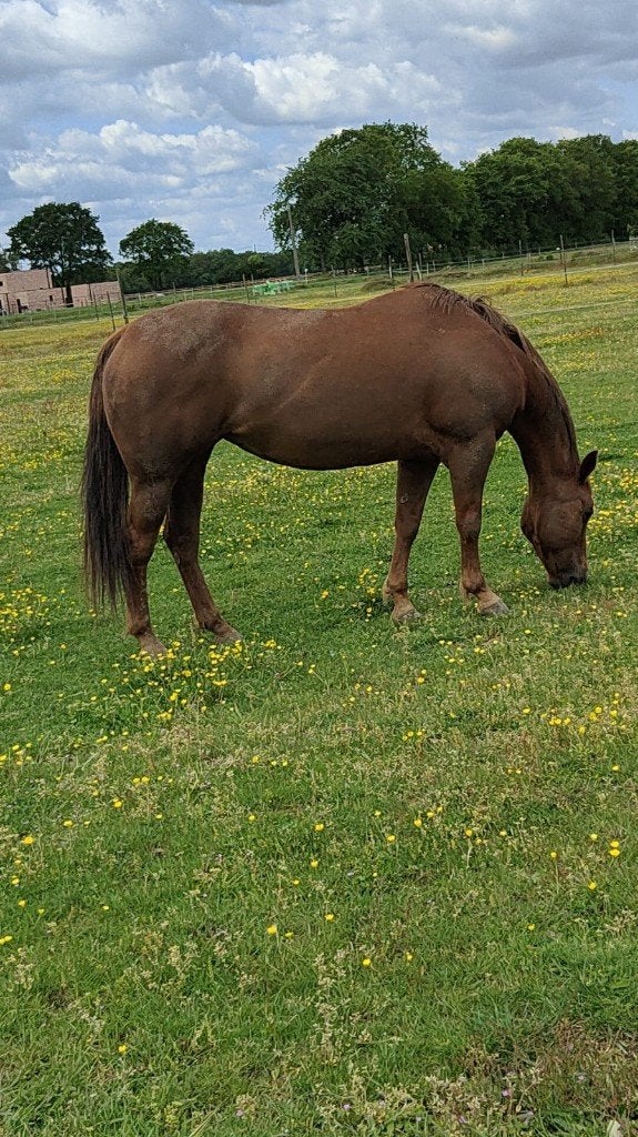 Quarter Horse, Dieren en Toebehoren, Paarden, Merrie, Minder dan 160 cm, Met stamboom, Niet van toepassing