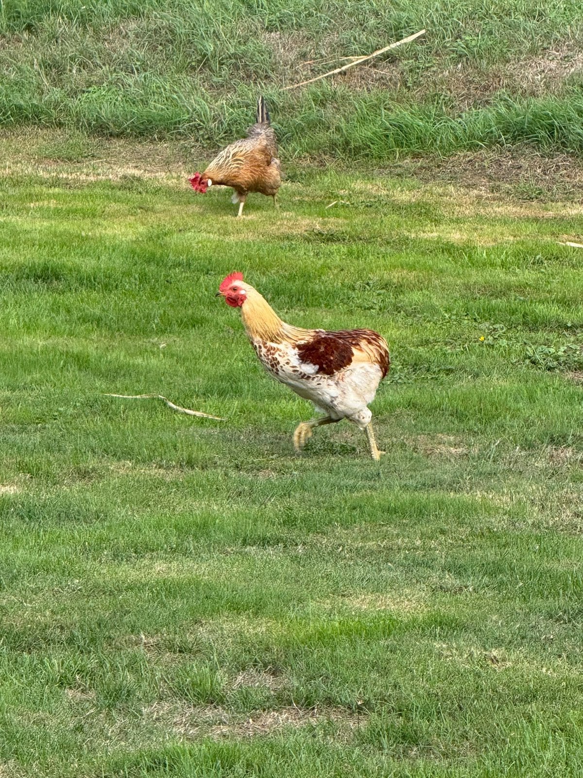3 jonge hanen