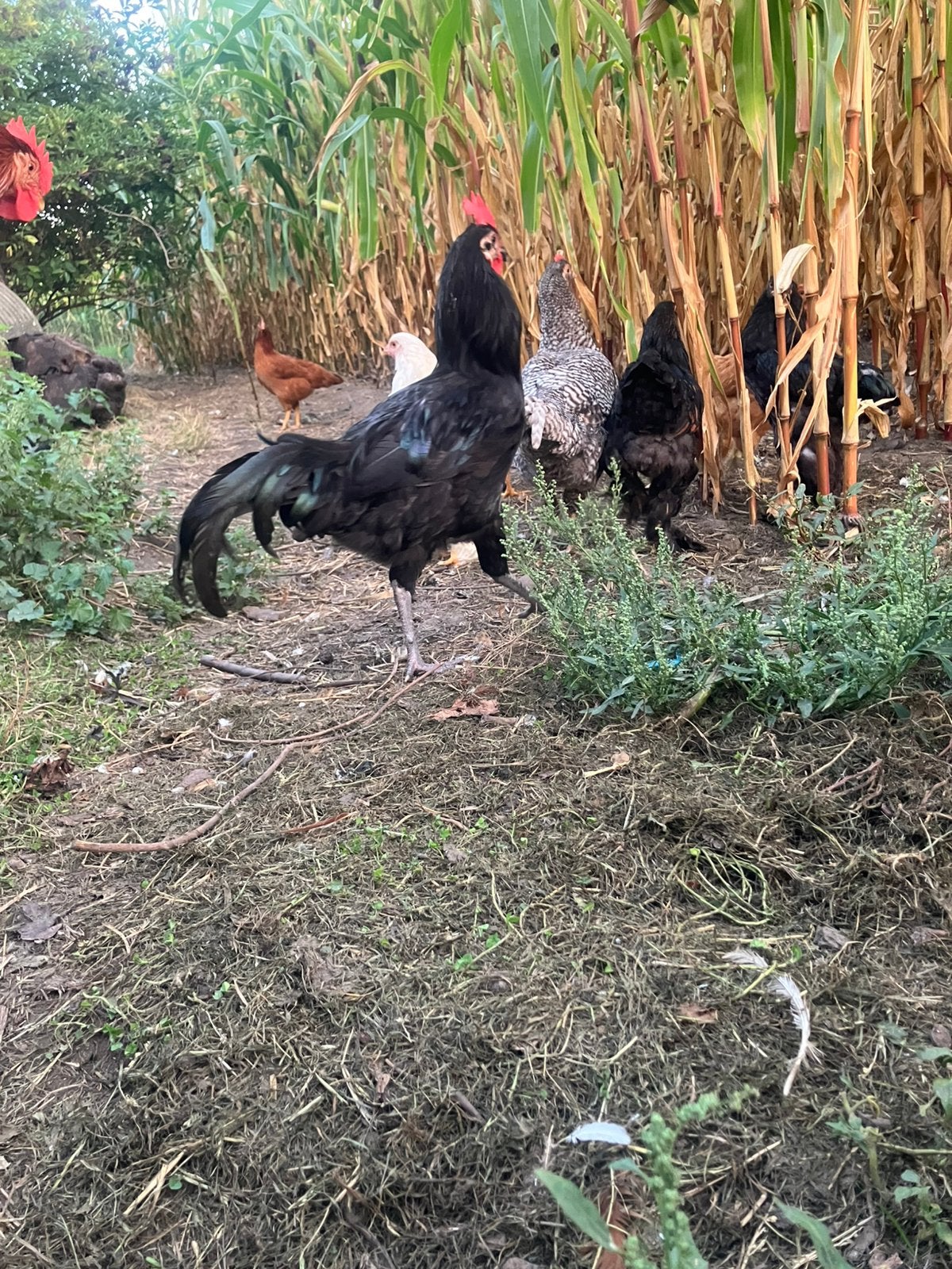 jersey grant groothoender haan, Animaux & Accessoires, Mâle, Poule ou poulet