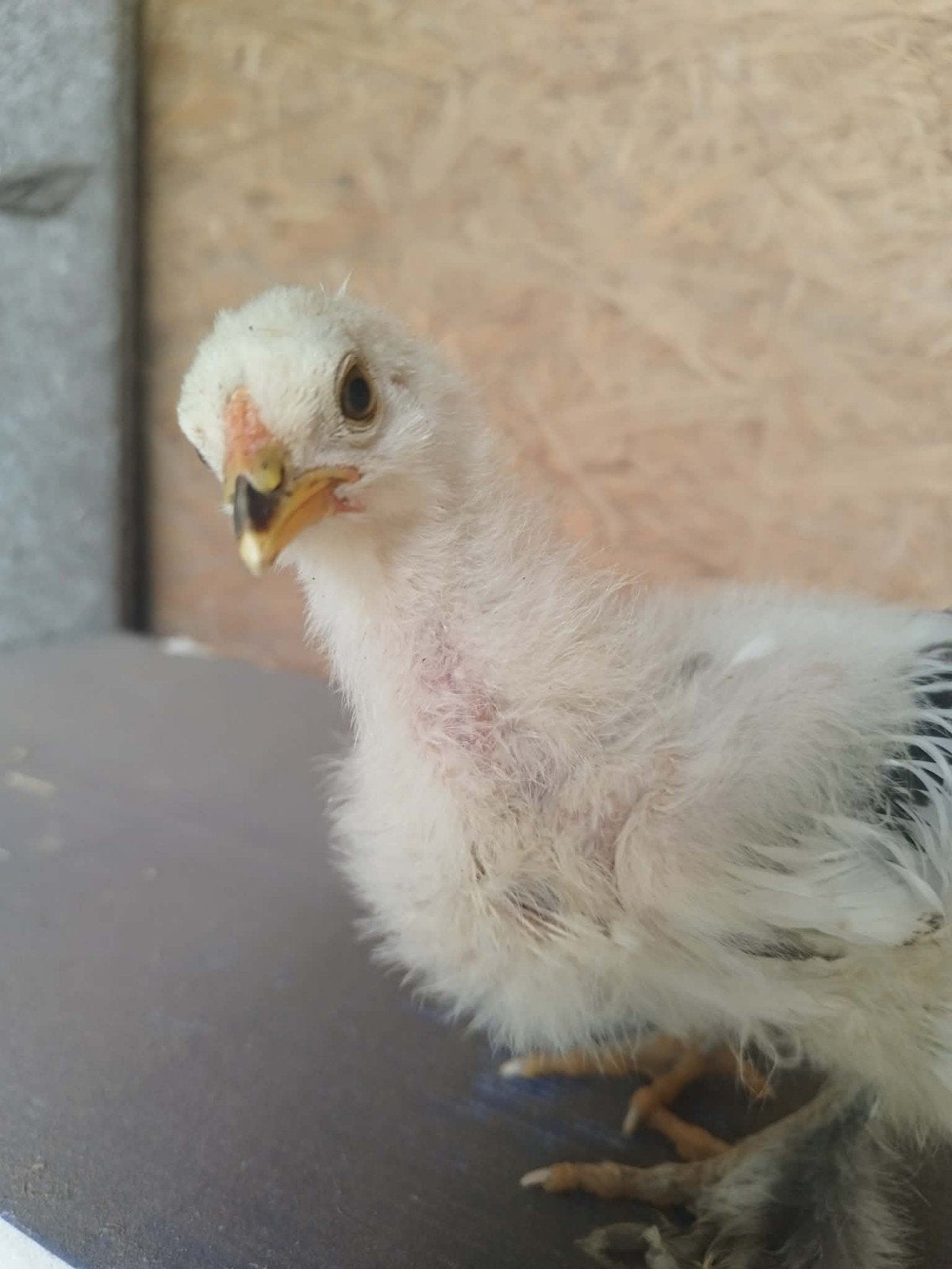 Brahma, Huis en Inrichting, Woonaccessoires | Plaids en Woondekens, Ophalen