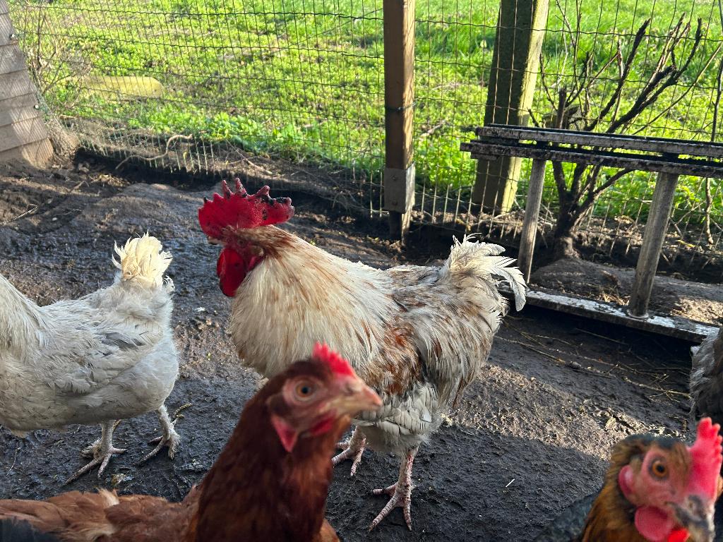 Maran splash haan, Dieren en Toebehoren, Mannelijk, Kip