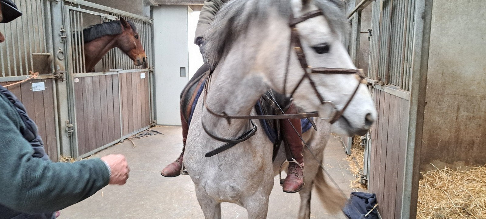 Poney D, jument de 4 ans. Moule, Jument, Débourré