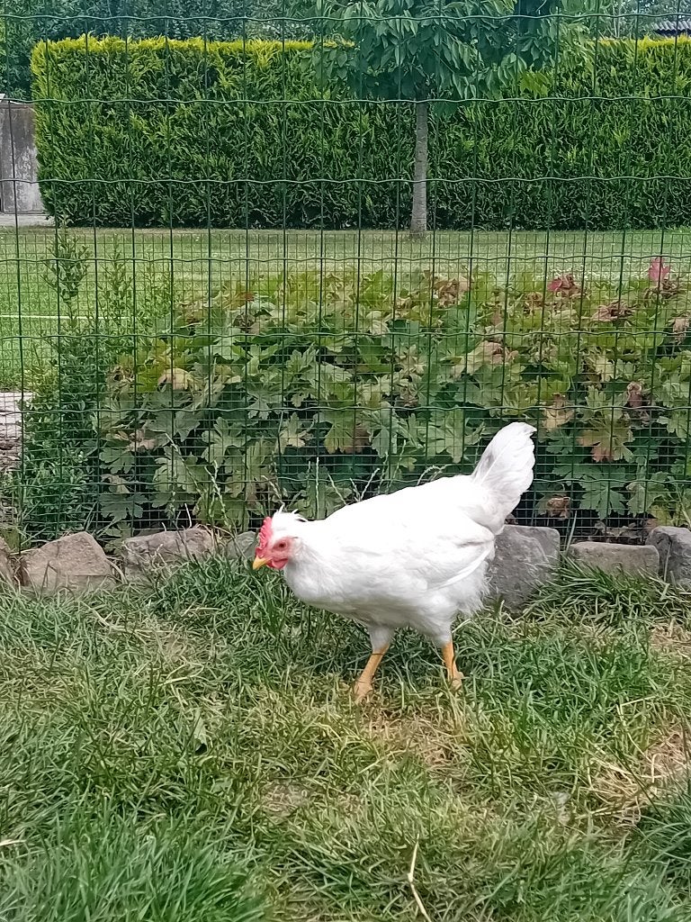 Raszuivere jonge cream legbar haan, Mannelijk, Kip