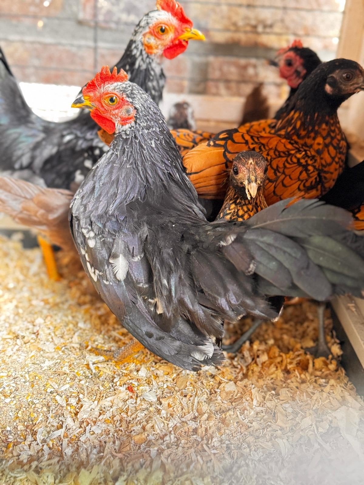 serama haantje, Dieren en Toebehoren