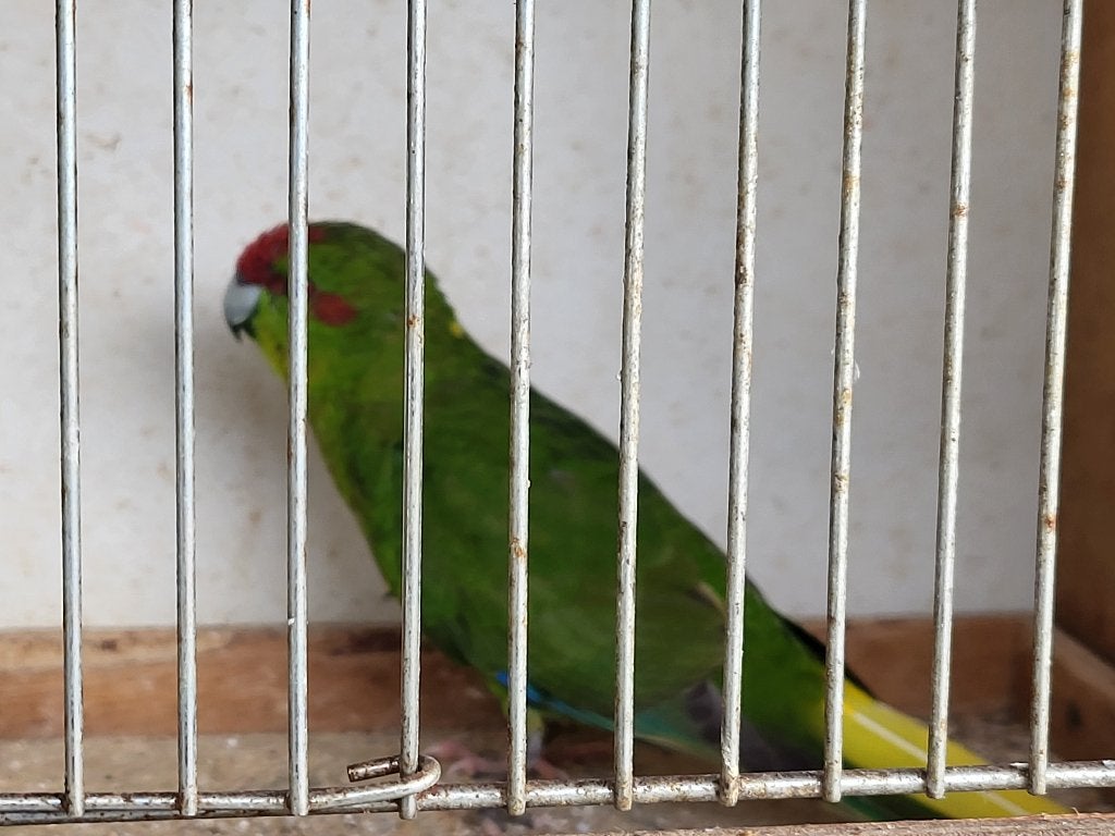 Kakariki groen man, Dieren en Toebehoren, Mannelijk, Parkiet