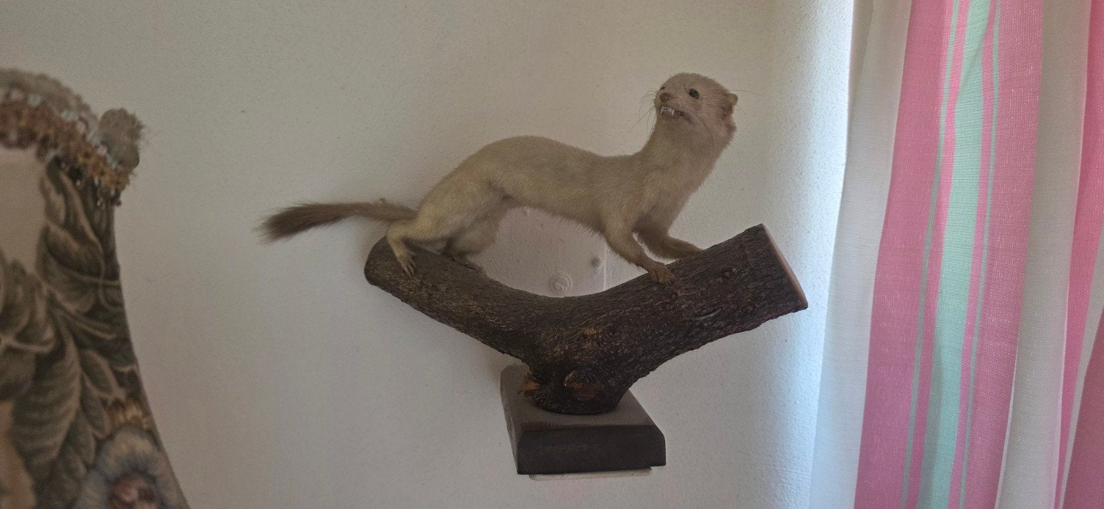 Opgezette wezel / hermelijn op tak – taxidermie, Ophalen of Verzenden