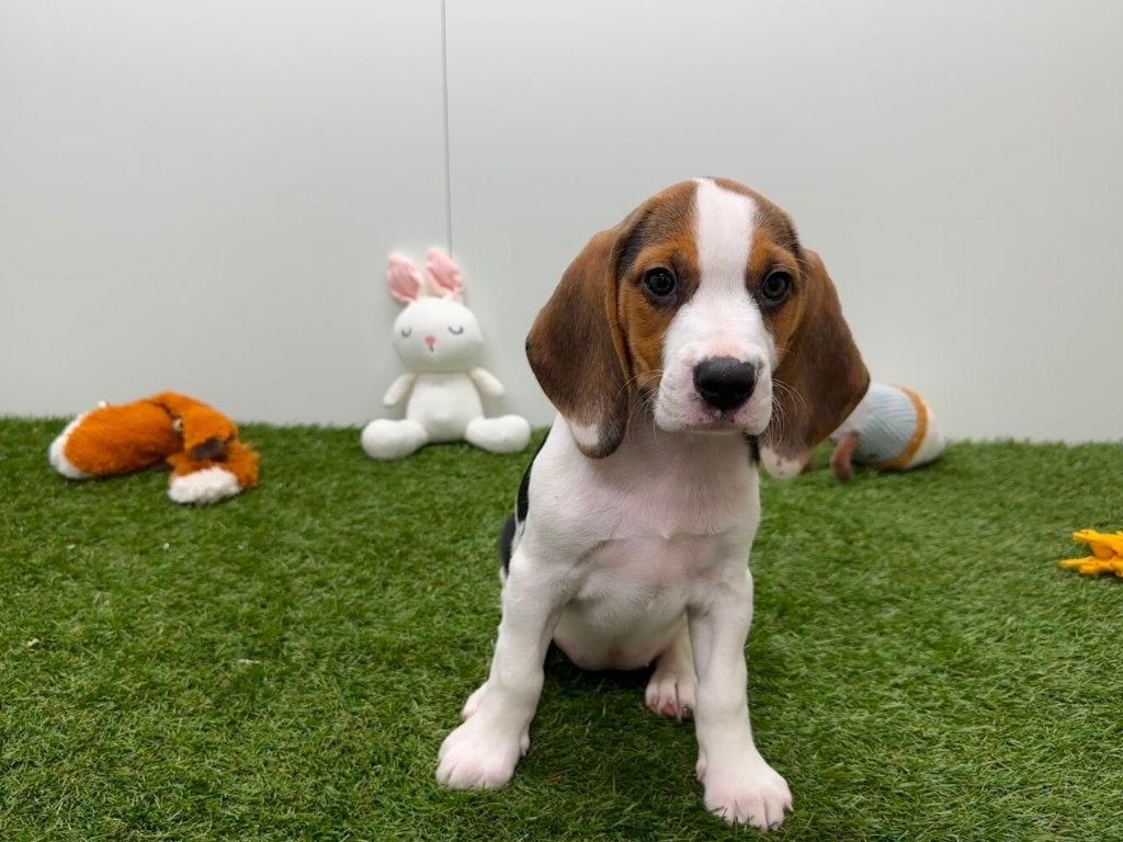 Beagle pups, België, Beagle, 8 tot 15 weken, CDV (hondenziekte)
