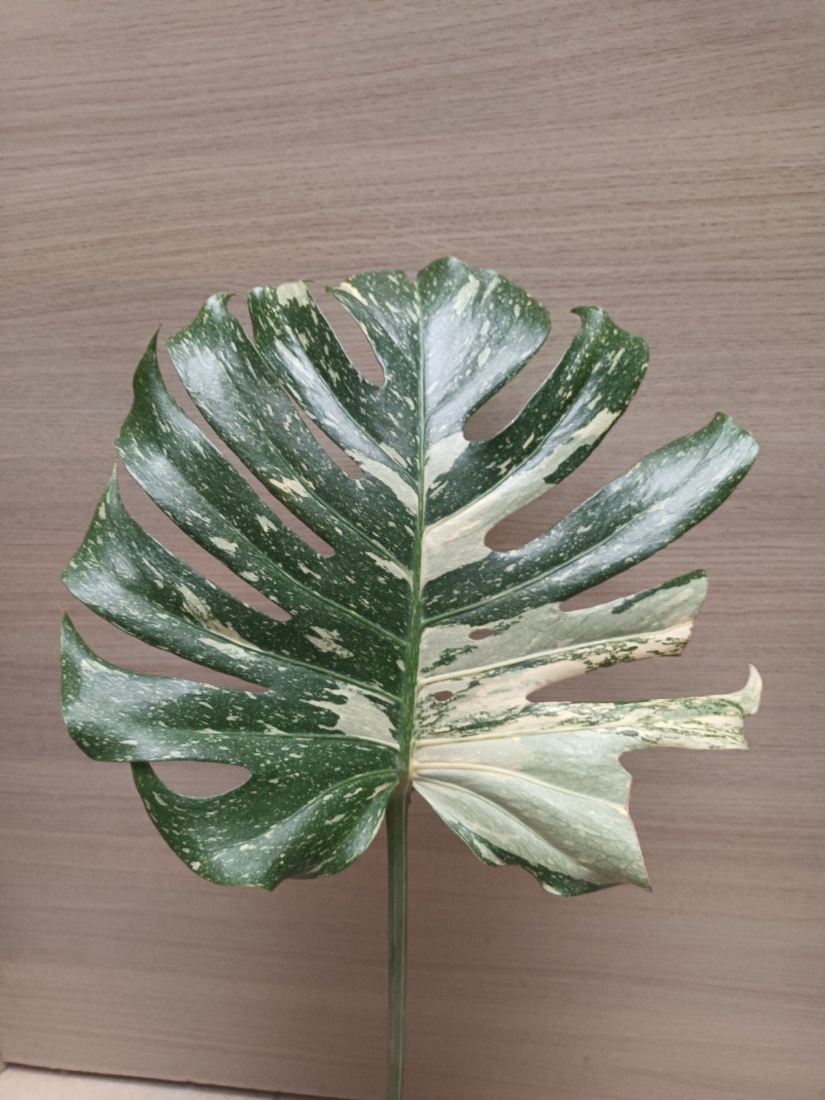 Monstera thai constellation, Enlèvement ou Envoi