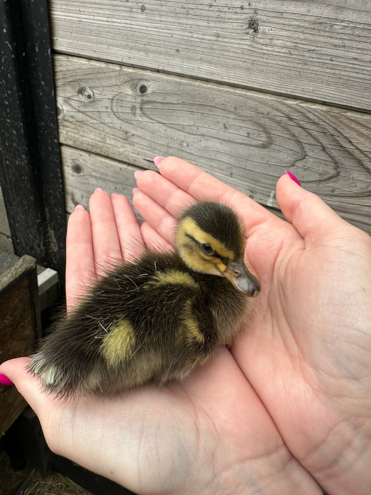 Baby eendjes, Dieren en Toebehoren, Geslacht onbekend, Eend