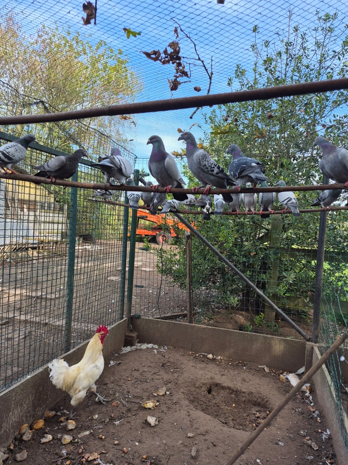 duiven, Meerdere dieren, Overige soorten