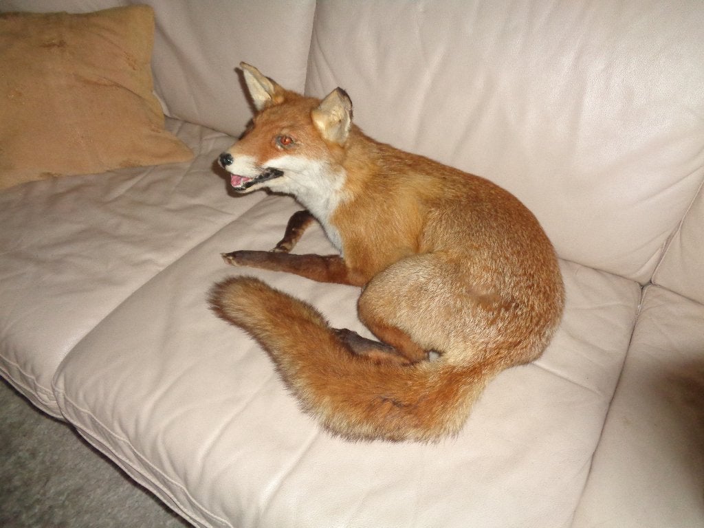 opgezette dieren, Verzamelen, Ophalen of Verzenden