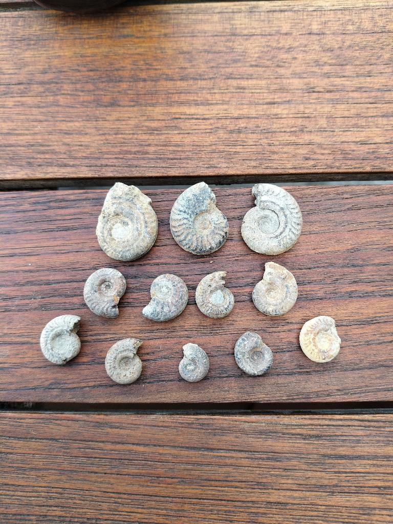 Ammonites du sud de la France, Enlèvement ou Envoi, Fossile