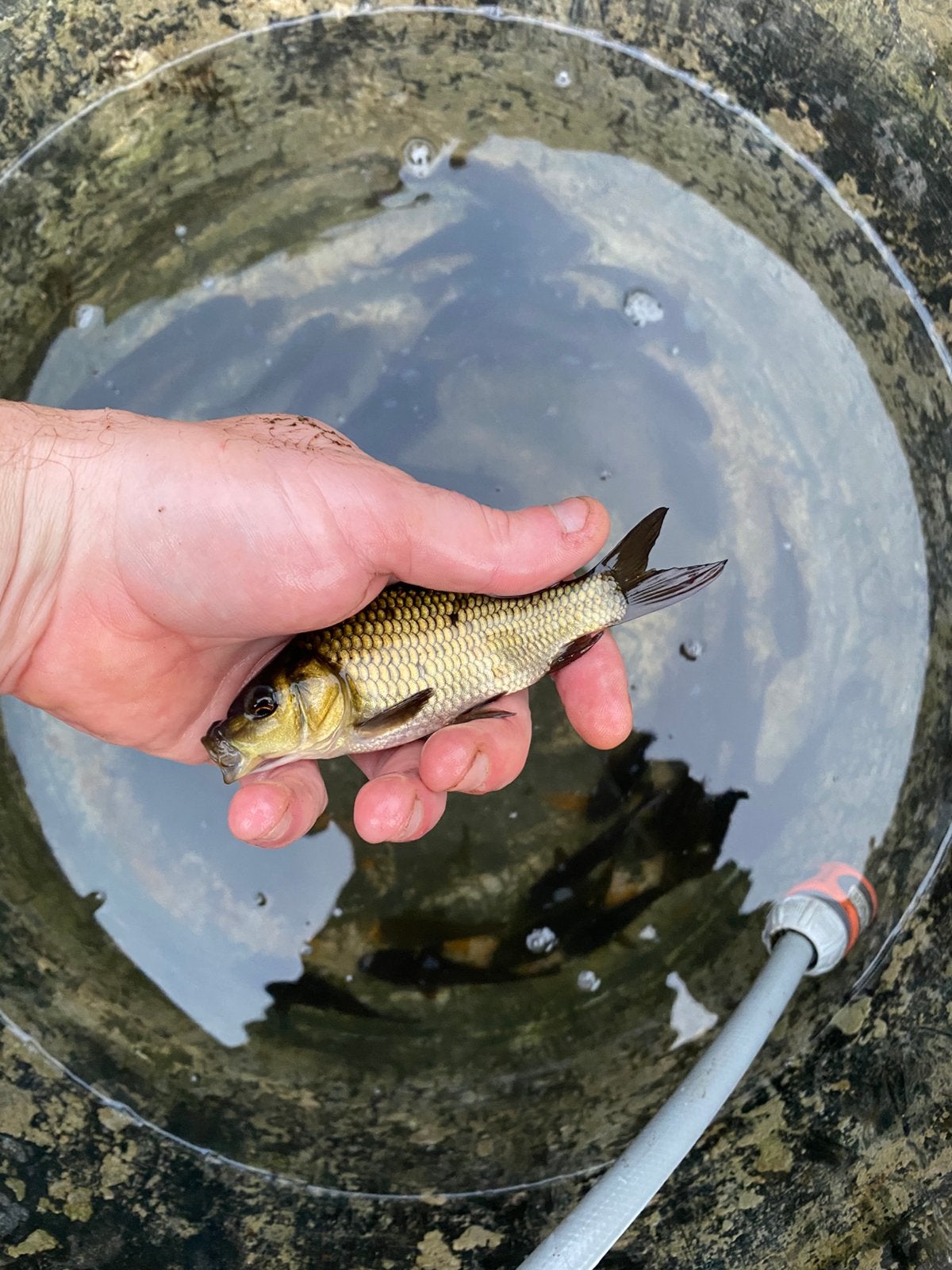 35 schubkarpertjes 10-15cm, Karper of Koi