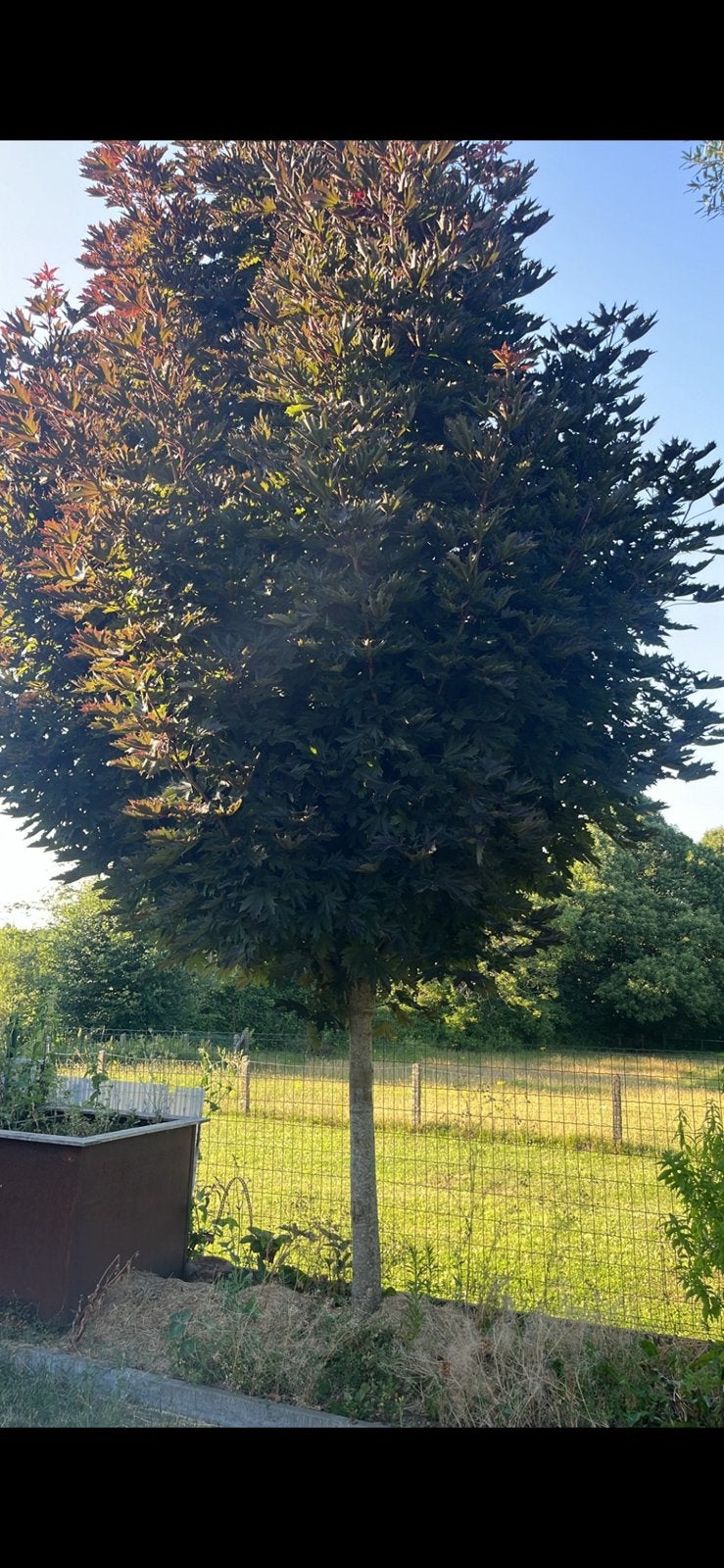 rode Japanse esdoorn, Ophalen