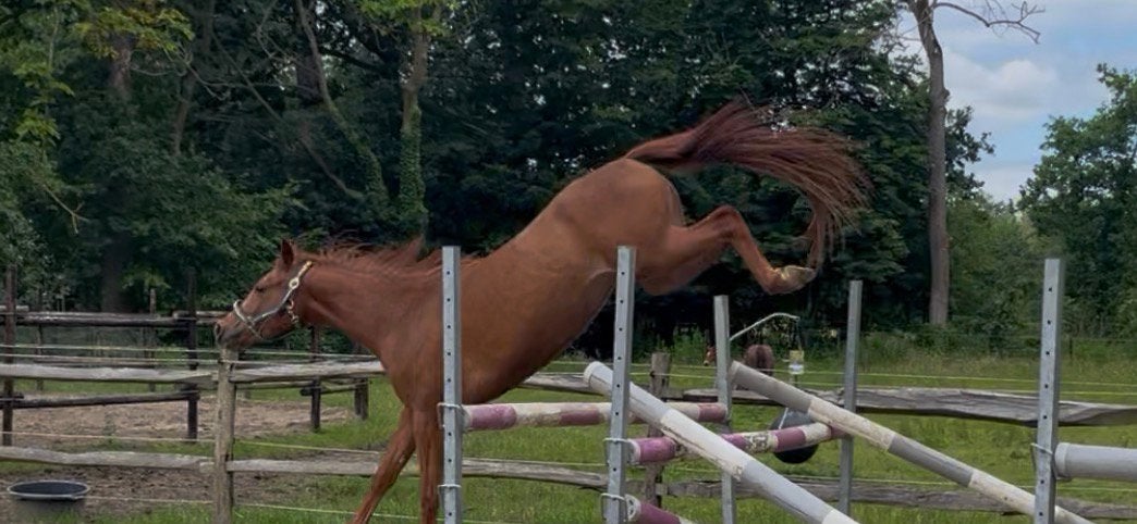 3 jarige D-pony merie met veel kwaliteit!, Dieren en Toebehoren, Paarden, Merrie, Springpaard, Minder dan 160 cm, Met stamboom