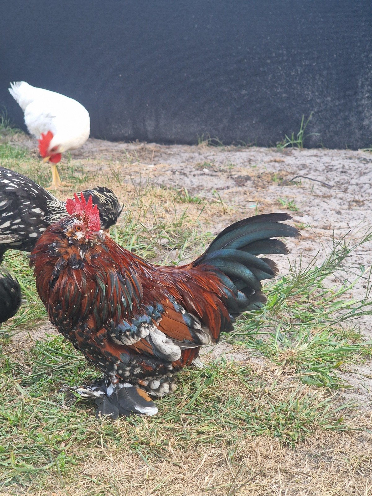 ukkelse baardkriel, Dieren en Toebehoren, Pluimvee