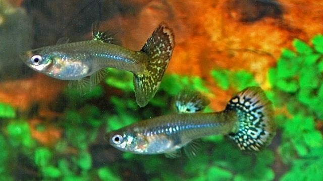 Hobbyaquarium Snakeskin mix  vrouwen, Poisson, Poisson d'eau douce, Banc de poissons