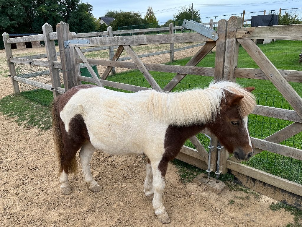 Te koop, Dieren en Toebehoren, Merrie, Zadelmak, A pony (tot 1.17m), 11 jaar of ouder