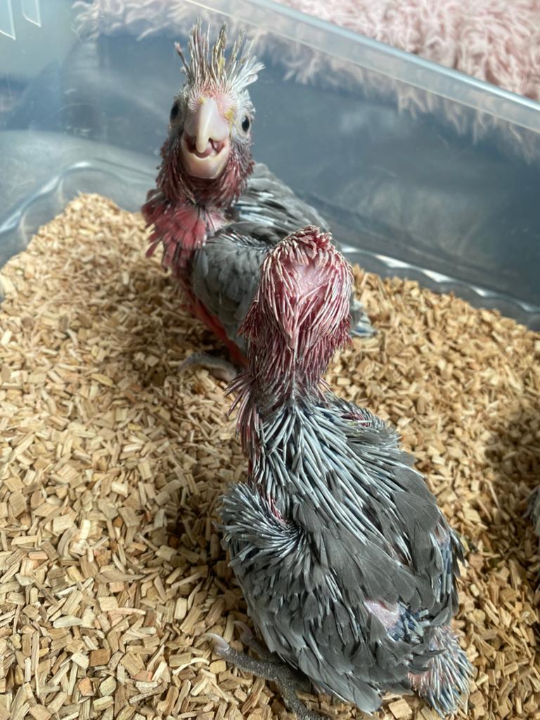 Rose kaketoe, Dieren en Toebehoren, Geringd