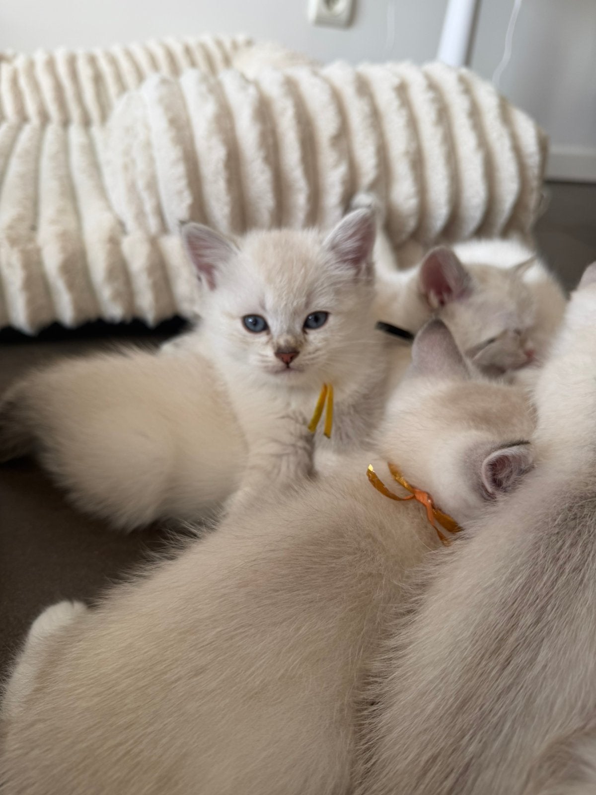 Brits Korthaar nog 3 poesjes en 1 katertje beschikbaar, Animaux & Accessoires, Plusieurs animaux, Avec puce électronique, 0 à 2 ans