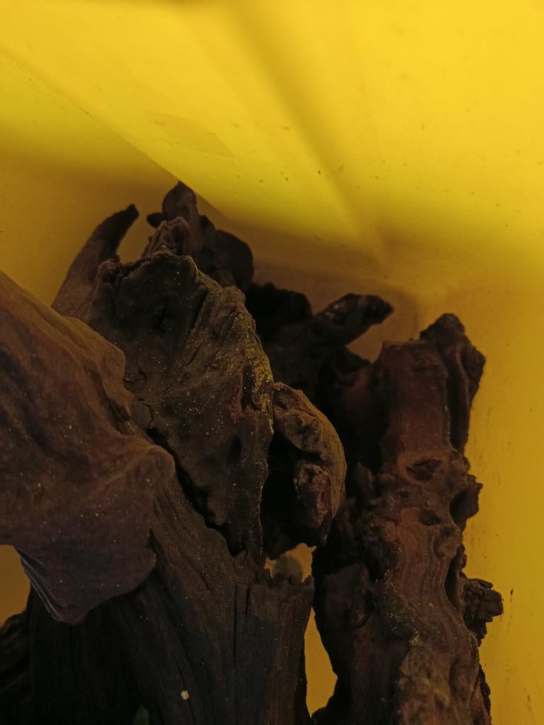Bois d'aquarium, Animaux & Accessoires, Enlèvement, Utilisé, Plante(s), Pierre ou Bois