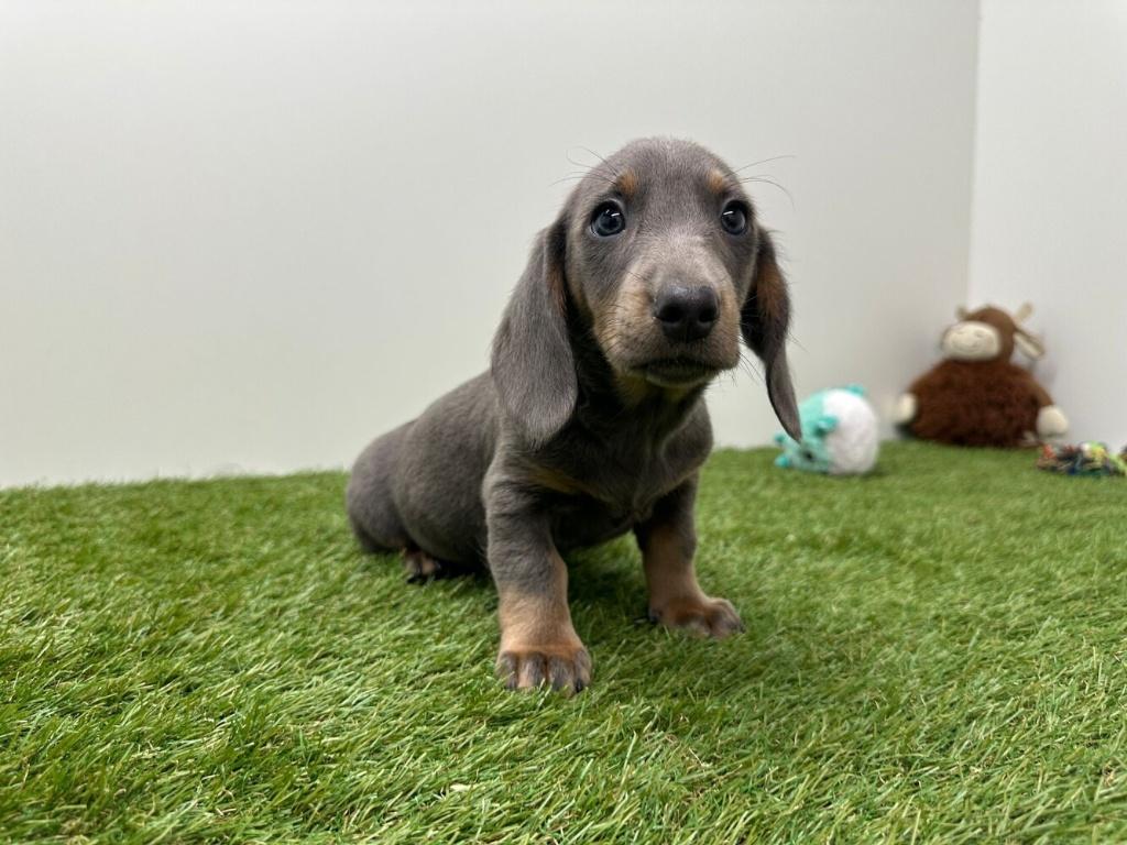 Standaard Teckel pups - gladharig, België, Standaard, Reu, 8 tot 15 weken