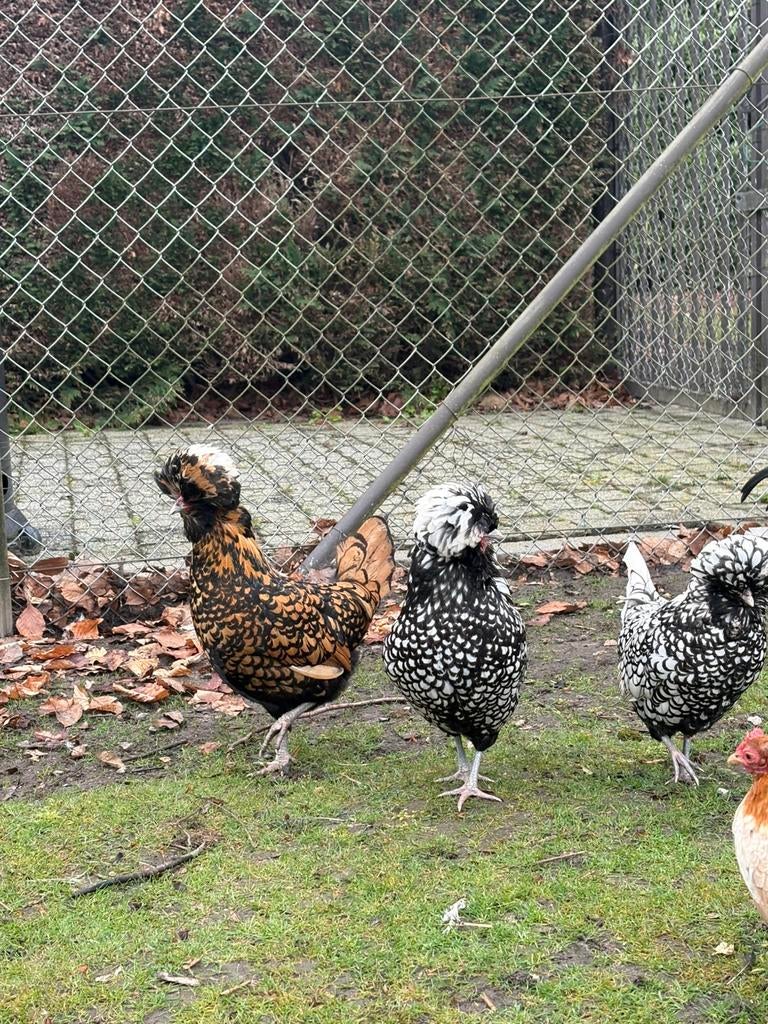 Broedeieren verscheidene kippensoorten GRATIS VERZENDING, Dieren en Toebehoren, Kip
