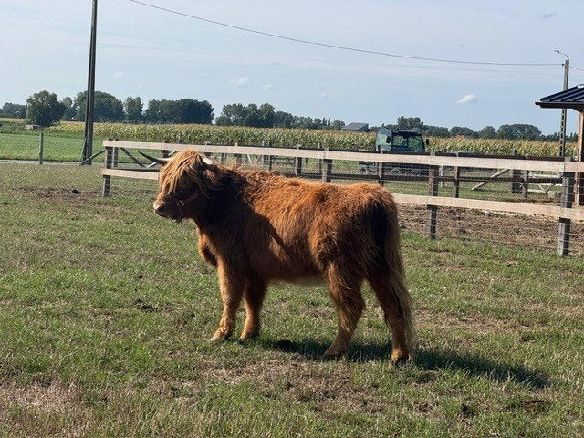 Schotse Hooglander, Dieren en Toebehoren, Runderen, Vrouwelijk, 3 tot 6 jaar