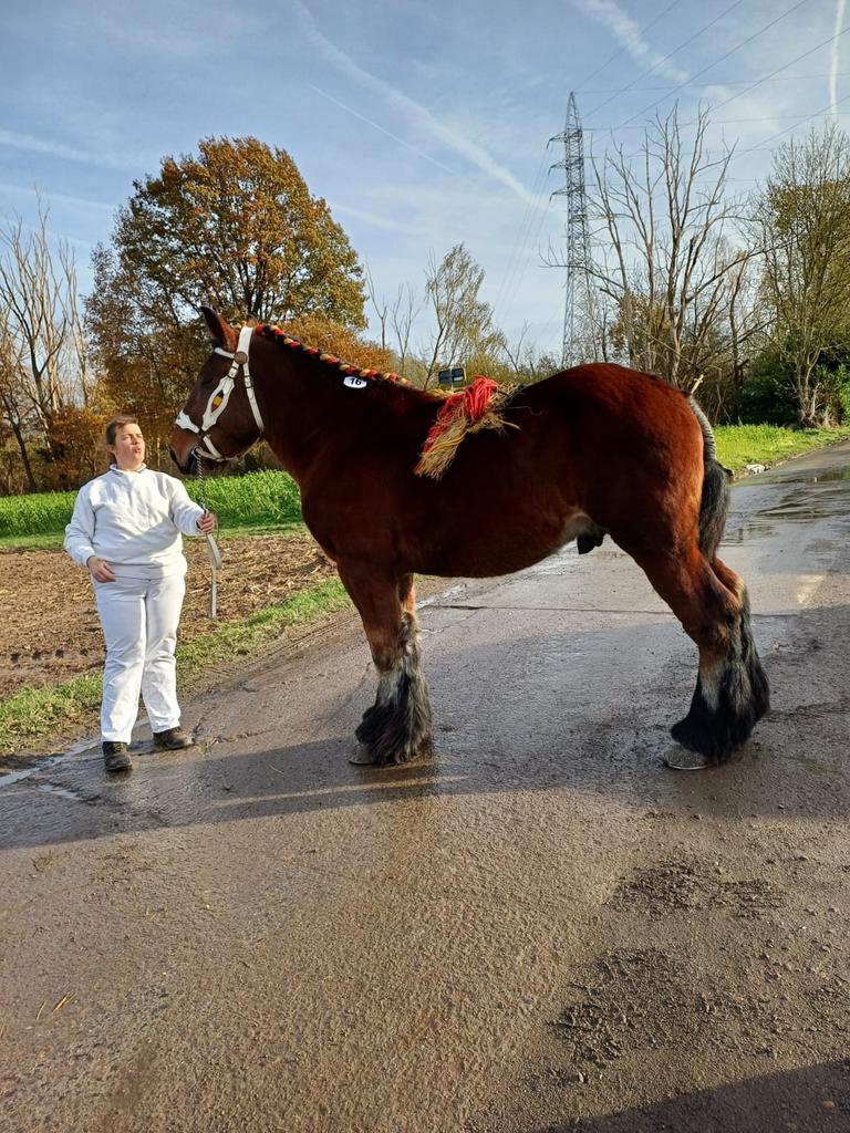 Trekpaard hengst, Dieren en Toebehoren, Met stamboom, Hengst, 3 tot 6 jaar, L