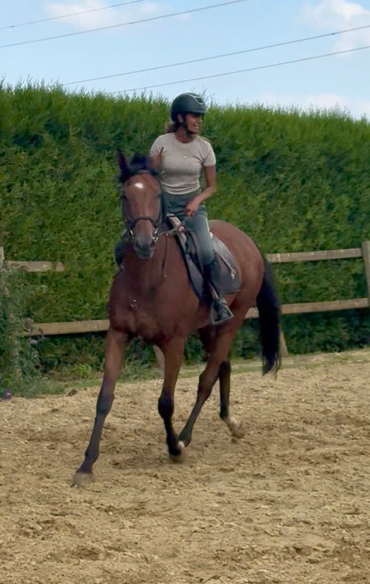 Brave 8m marron, Hongre