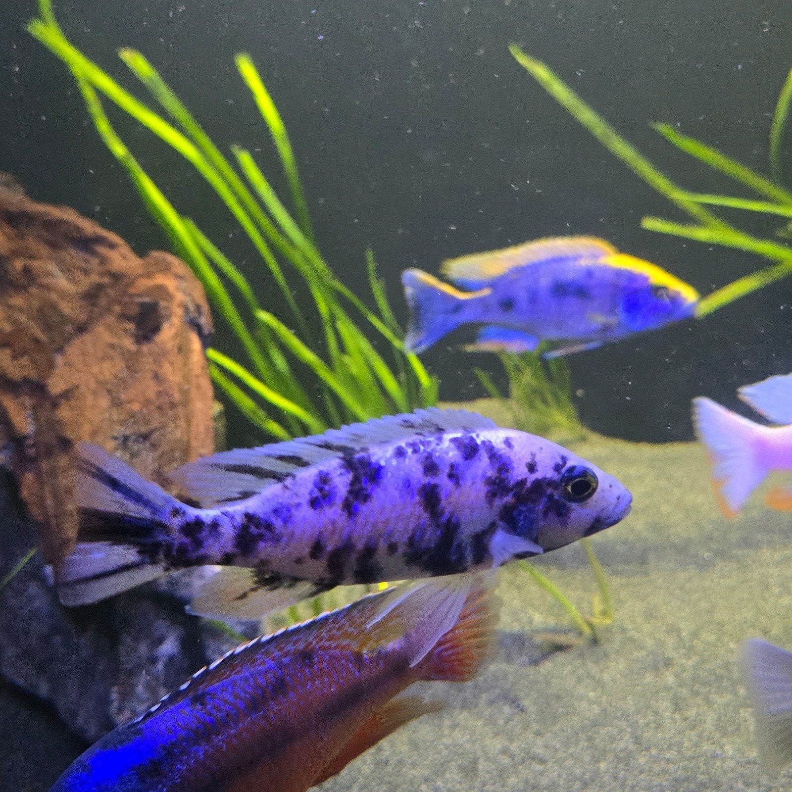 Sciaenochromis bosbes, Dieren en Toebehoren