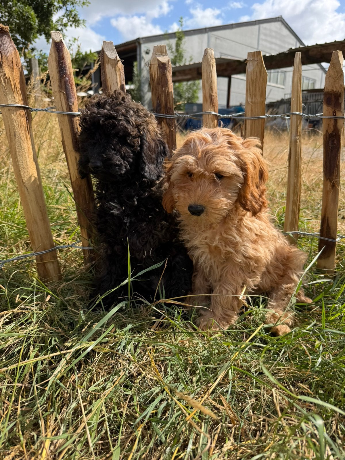 Mooie mini Labradoodle pups!, Parvo, België, 8 tot 15 weken, Labrador retriever